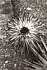 Circle Top of Joshua Tree - 10" x 7" sepia toned image, Matted to 20" x 16 FRAMED in black